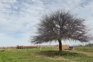 Agromaderas Garcia – Articulos Rurales