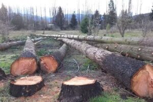 ALEM MADERAS(aserradero-carpinteria)