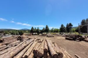 Aserradero Aspri Alder