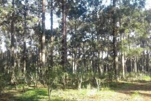 Aserradero Caraguatay