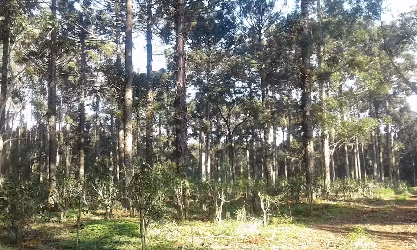 Aserradero Caraguatay