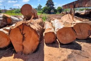 Aserradero COCO MADERAS