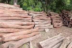 Aserradero El Drag&oacute;n