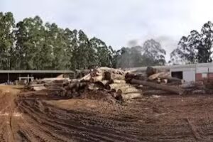 Aserradero Forestal Misiones