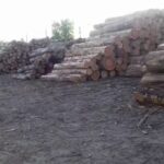 Aserradero Giovenale