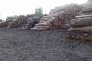 Aserradero Giovenale