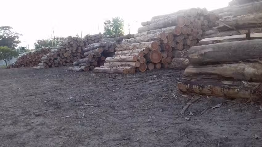 Aserradero Giovenale