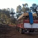 Aserradero Los Pinos