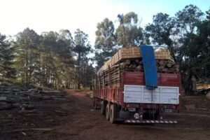 Aserradero Los Pinos