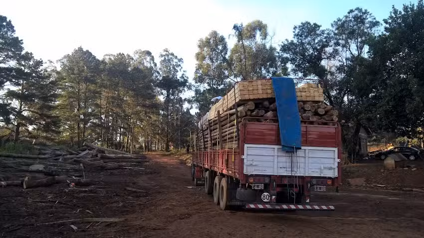 Aserradero Los Pinos