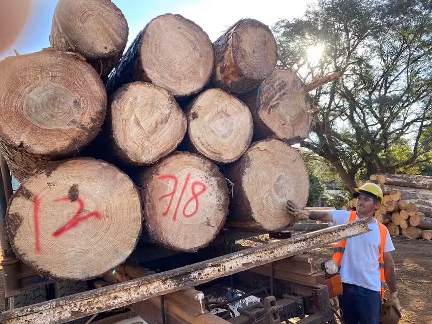 Aserradero Pind&oacute; S.A.