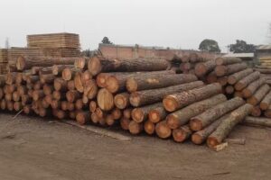 Aserradero y Fabrica de muebles Disnor Maderas – Chediac