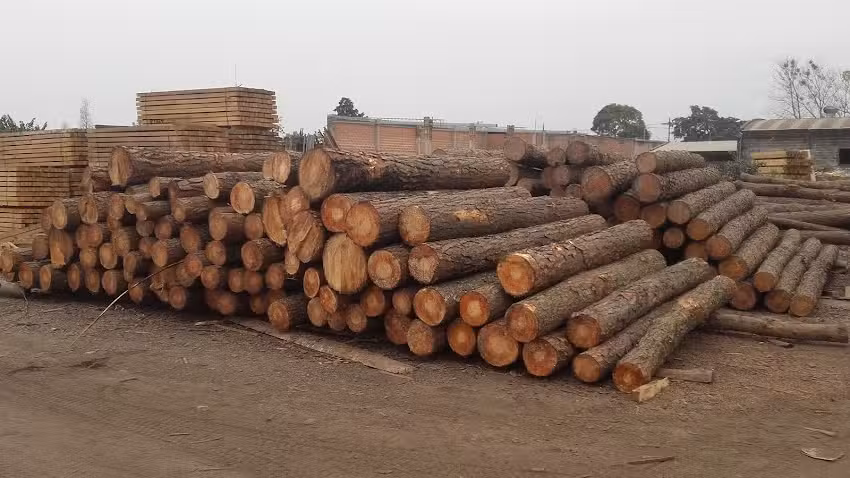 Aserradero y Fabrica de muebles Disnor Maderas &ndash; Chediac