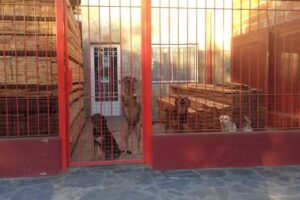 Chapas y Maderas 7 y 83