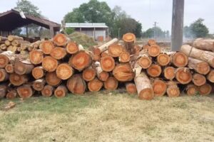 Daniel Briones – Industria EcoForestal