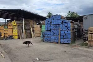 Establecimiento Norte Maderero