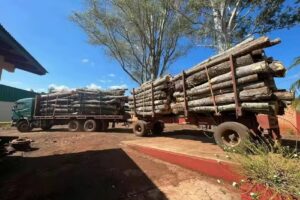 Forestal Sin Fronteras