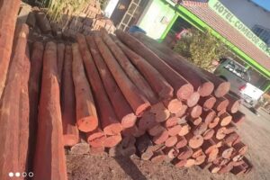 Forestales D&D SCHECHTEL