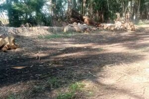 Le&ntilde;era Junior Rodriguez