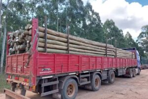 MADERAS MESOPOTÁMICAS SRL