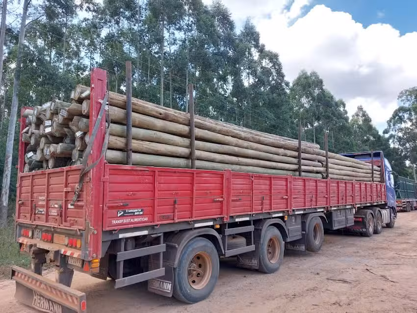 MADERAS MESOPOT&Aacute;MICAS SRL