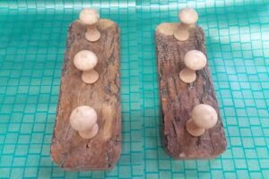 Maderas San Luis SRL