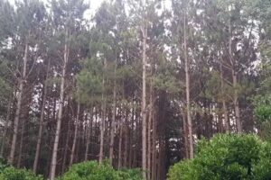 Maderera Murcho &ndash; Forestal La Chilenita &ndash; Venta X MAYOR de PINO Elliotis hasta 2.40mt para muebles