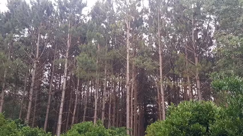 Maderera Murcho &ndash; Forestal La Chilenita &ndash; Venta X MAYOR de PINO Elliotis hasta 2.40mt para muebles