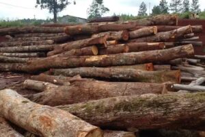 maderera san vicente