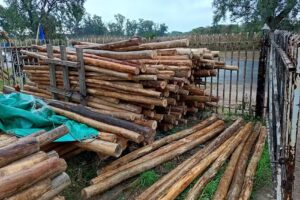 Maderera t&iacute;o lucas