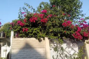 Maderera Y Viviendas LA VICTORIA