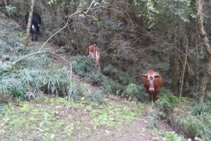 Paseo Puente de Madera, Yungas de San Lotenzo.