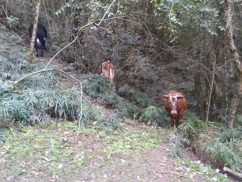 Paseo Puente de Madera, Yungas de San Lotenzo.