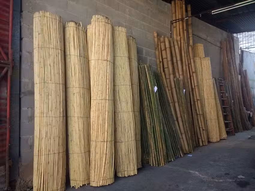 Quinchos los eucaliptus