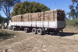 Rollizos. Ca&ntilde;izo, maderas