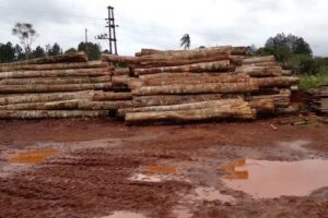 San Vicente Maderas SRL